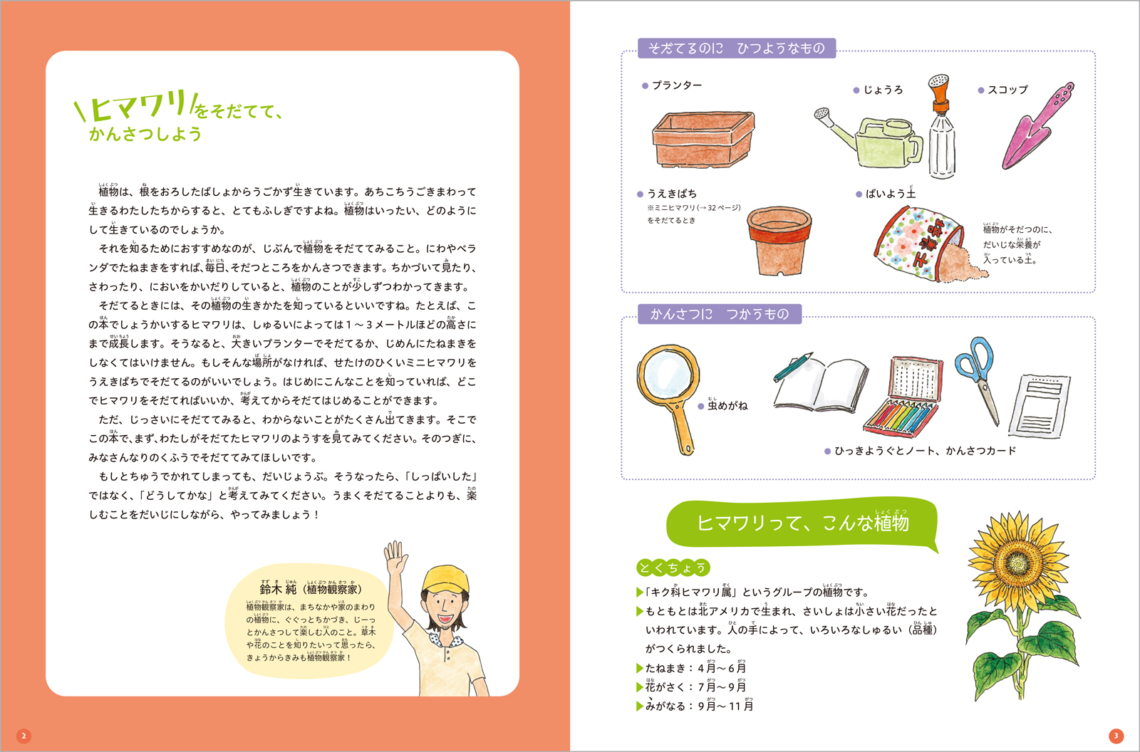 ヒマワリをそだてたら