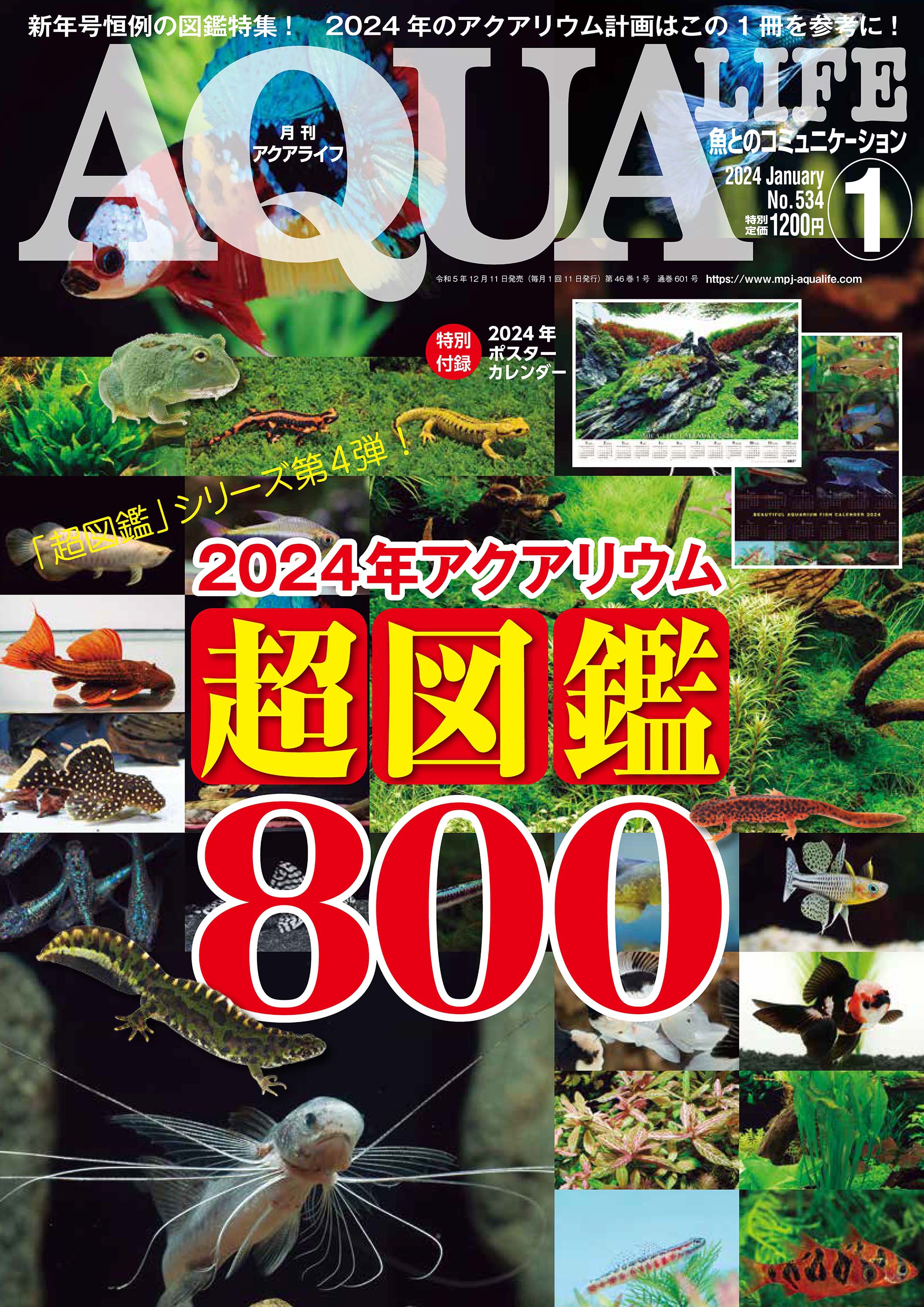 月刊 AQUA LIFE (アクアライフ) 2024年 1月号 [雑誌]