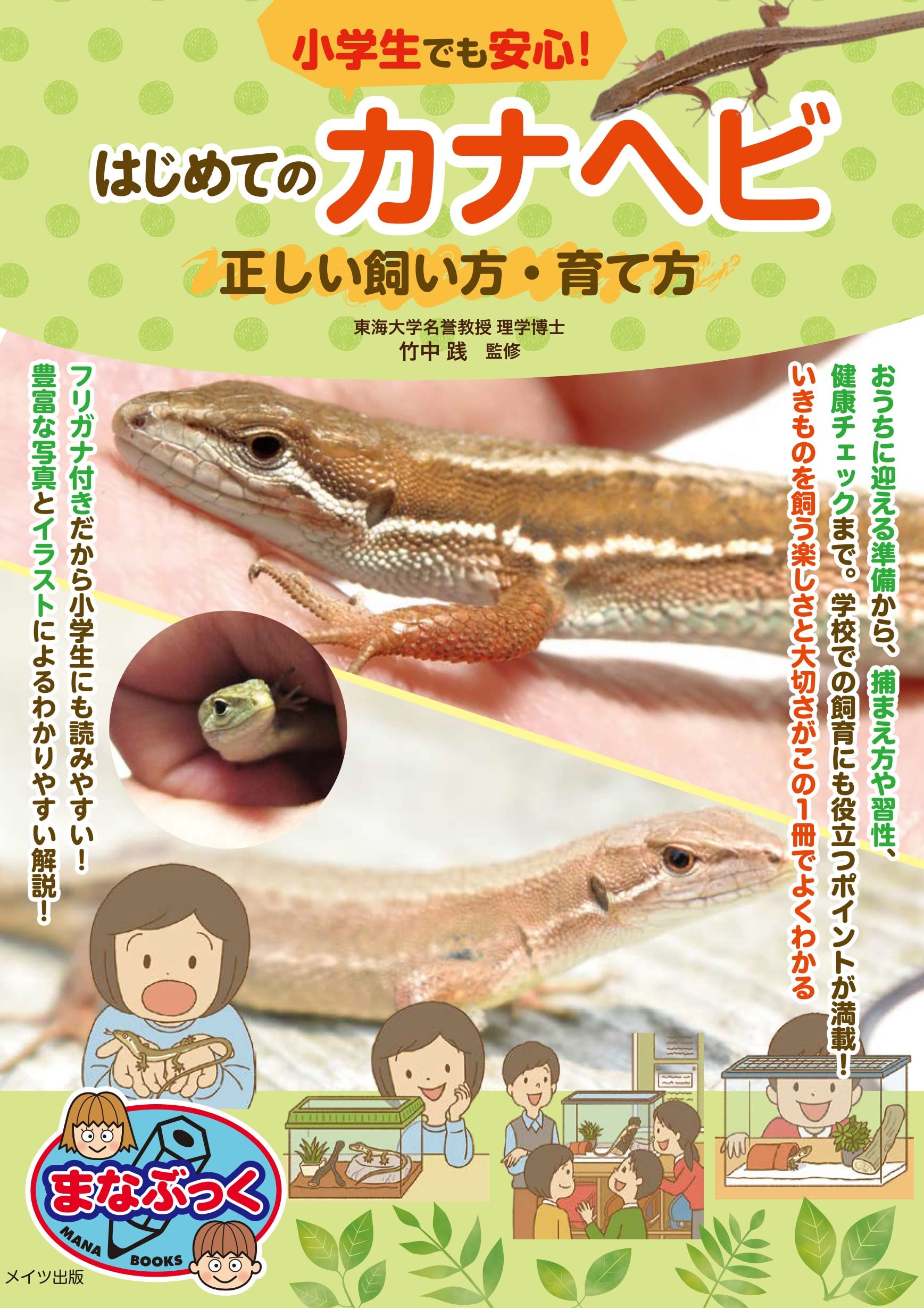 小学生でも安心! はじめてのカナヘビ 正しい飼い方・育て方